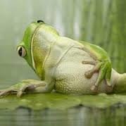 Frog.jpg