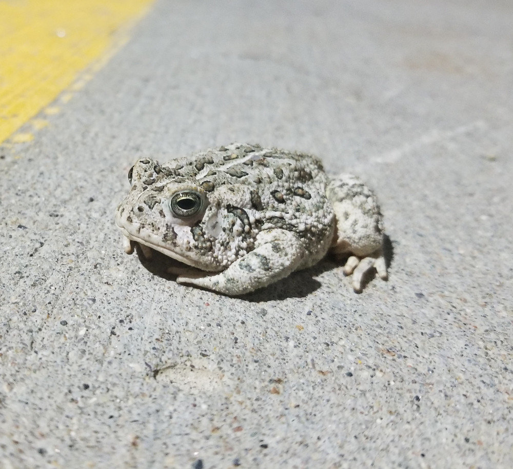 Frog.jpg