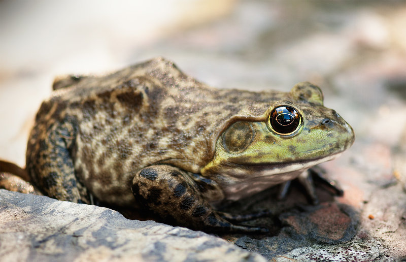 Froggie 1.jpg