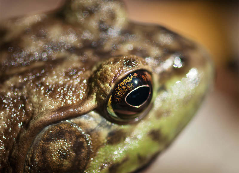 Froggie 2.jpg