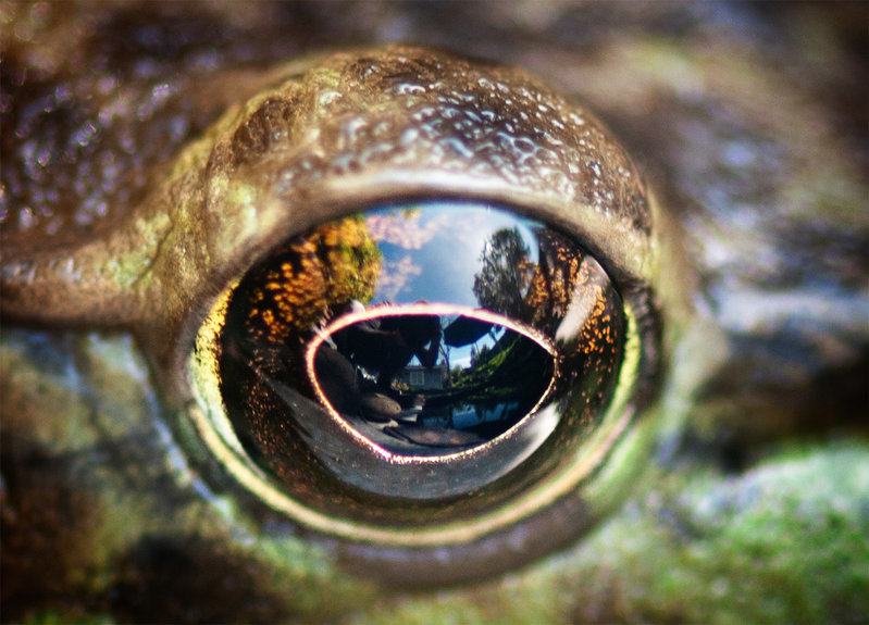 Froggie 3.jpg