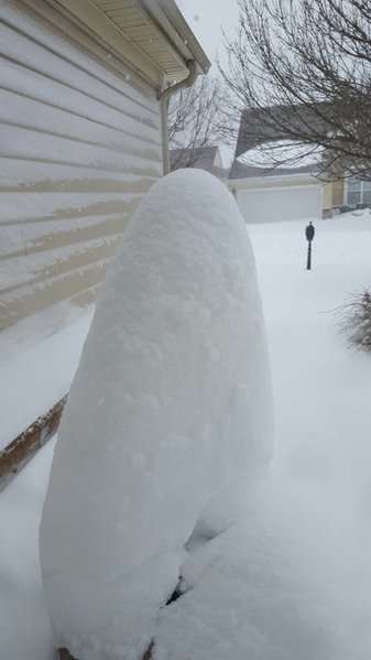 Front garden.jpg