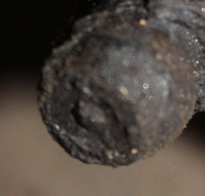 front shaft zerk ungreasd.jpg