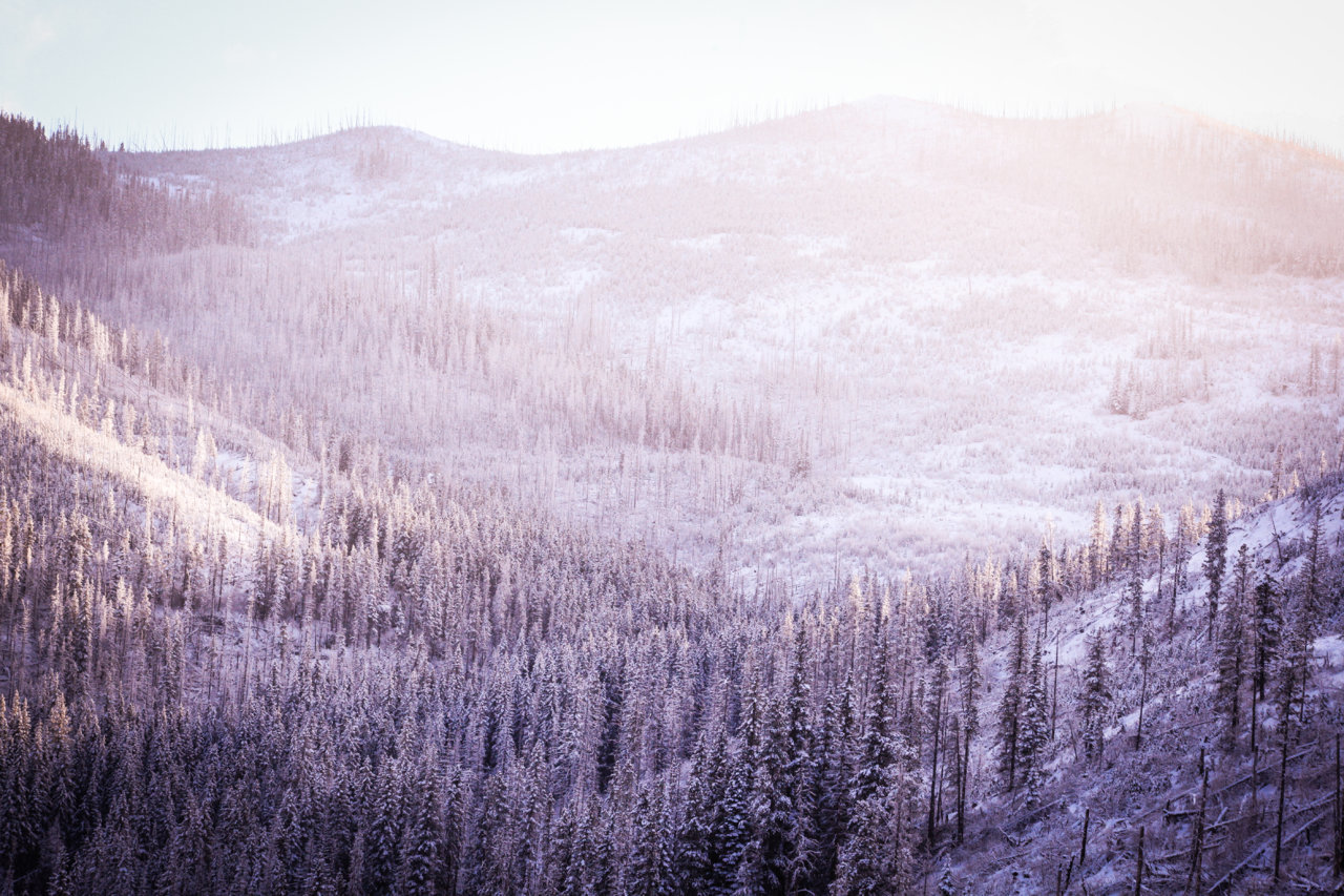 FROSTED FIRE TREES (1 of 1).jpg