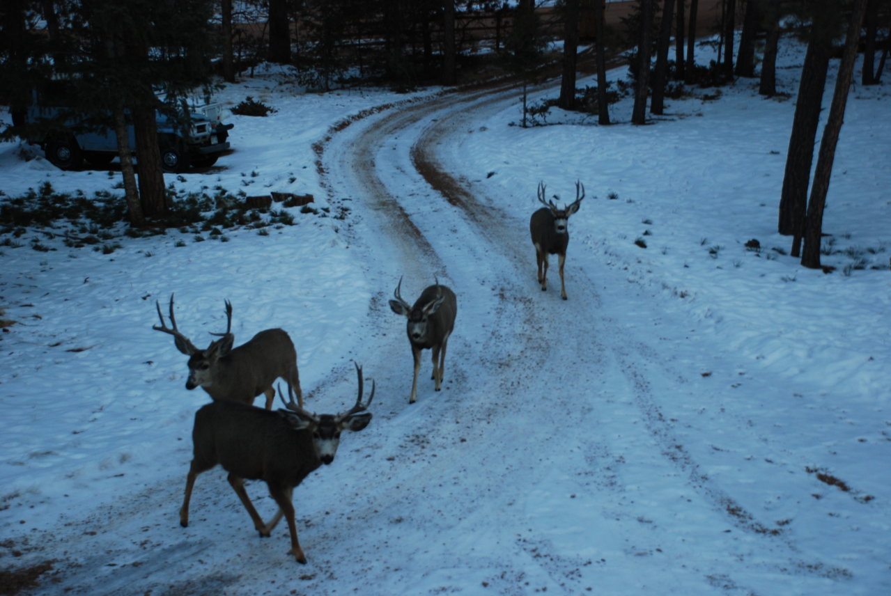 Frosty Morning 019.jpg