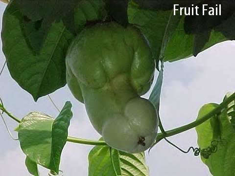 fruitfail_41a5b05089c9e32348401b9cb9d6a768f8b534ae.jpg