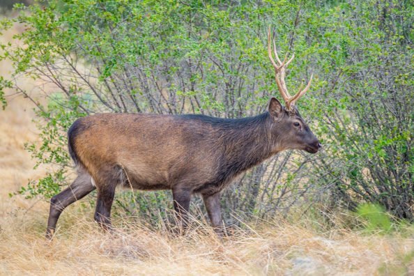 ftd-sika-deer-594x396-1.jpg