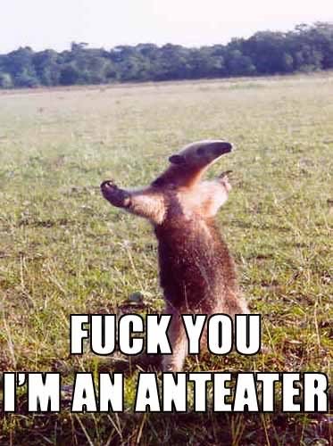 fuck_you_im_an_anteater_865bda78f2215db5e23a7aae4c6249f3d86278f7.jpg