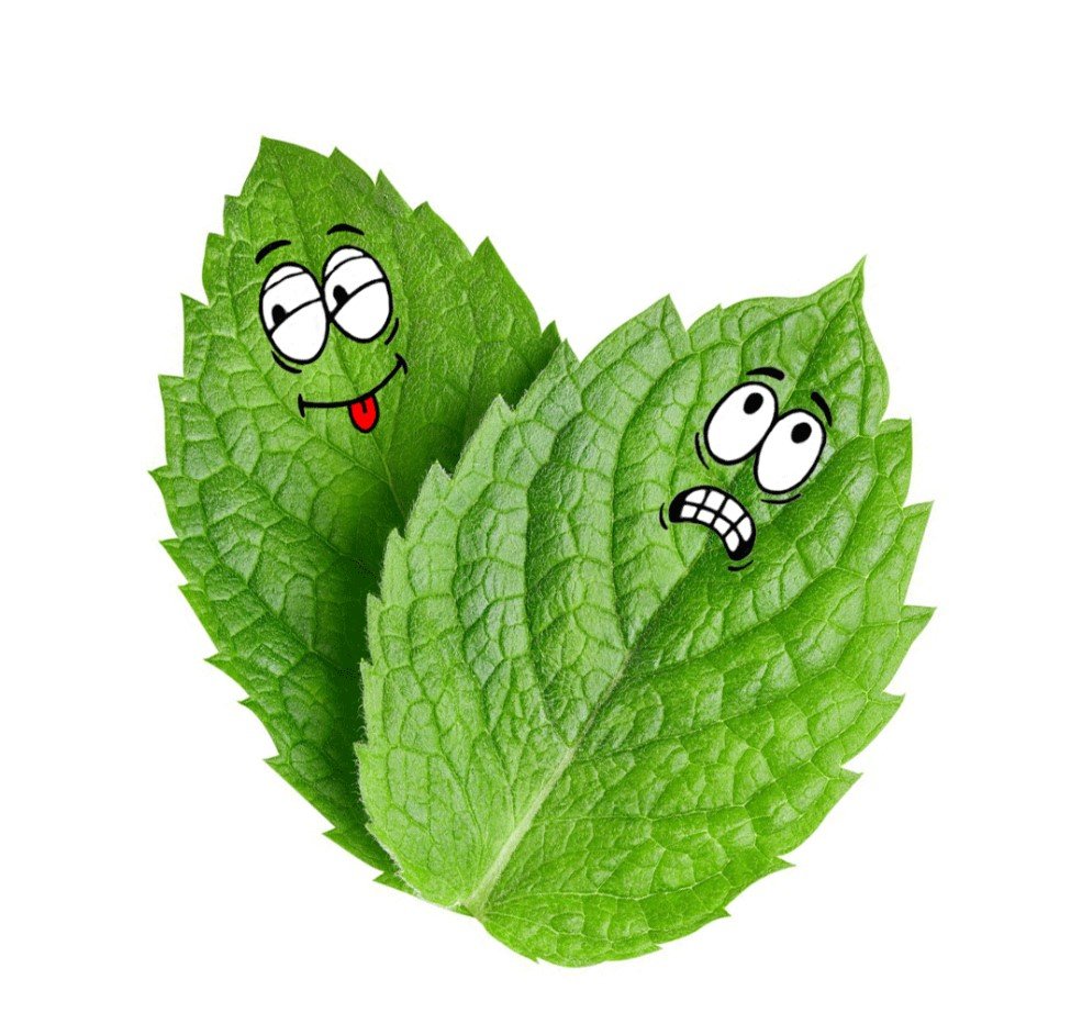 FuckingMint.jpg
