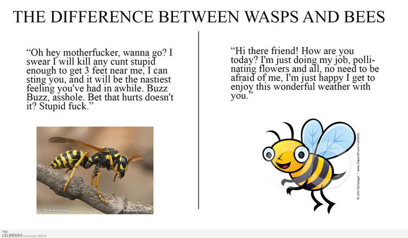 fullsize-the-difference-between-wasps-and-bees-18824.jpg