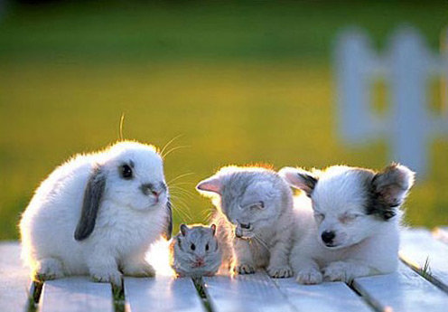 FunCage-cute-baby-animal-11.jpg