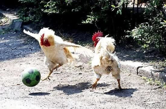 funny-2thumbnail_ec034e73227f8b9d22072aebf758c1fccbaa4dd8.jpg