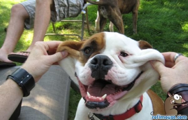 funny-animals-pictures-bulldog-smile.jpg