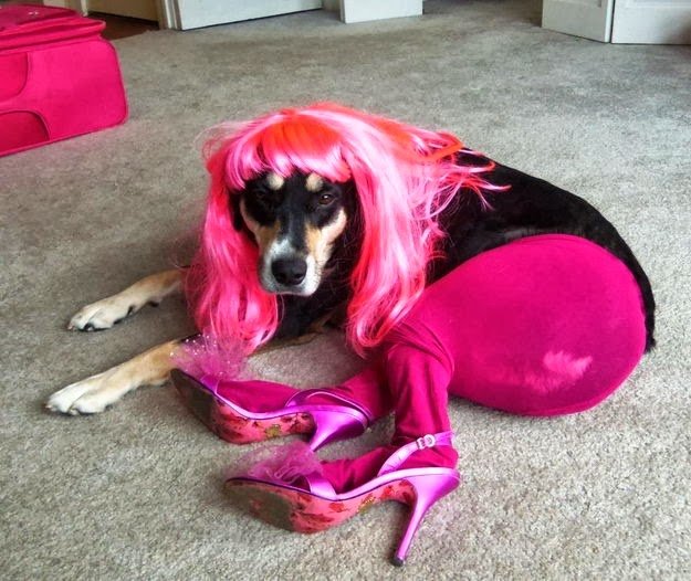Funny Animals With Makeup_3.jpg