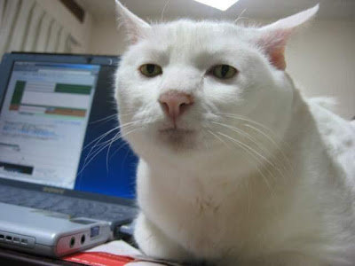 funny cat.jpg