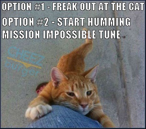 funny-cat-meme-about-what-to-do-when-a-cat-starts-to-claw-his-way-up-your-leg.jpg
