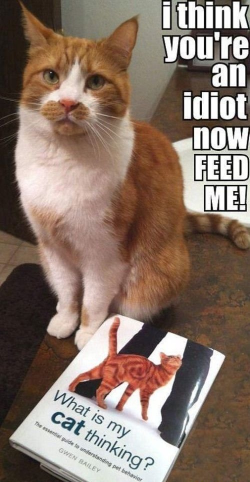 funny-cat-thought-book.jpg