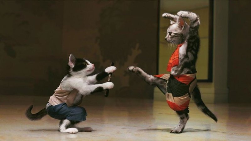Funny-Cats-Wallpapers-HD-Wallpaper-1080x607.jpg