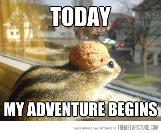 funny-chipmunk-walnut-head.jpg