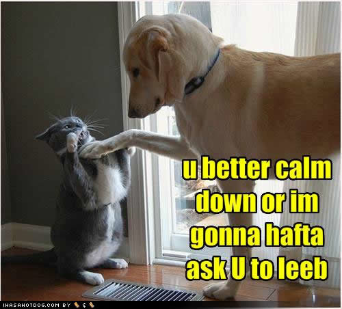 funny-dog-pictures-calm-down_6924cc6f9afaa22f39a8deb22d147ed046e44634.jpg