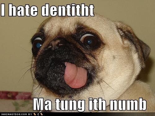funny-dog-pictures-i-hate-dentist-p_8f4b6d1bcc8022c928960e08da3cf4fc34fb367d.jpg