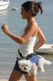 funny dog walk.jpg