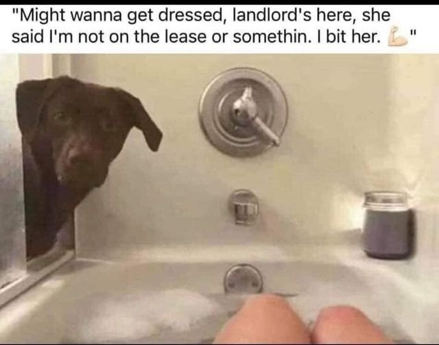 Funny.Dog_n.jpg
