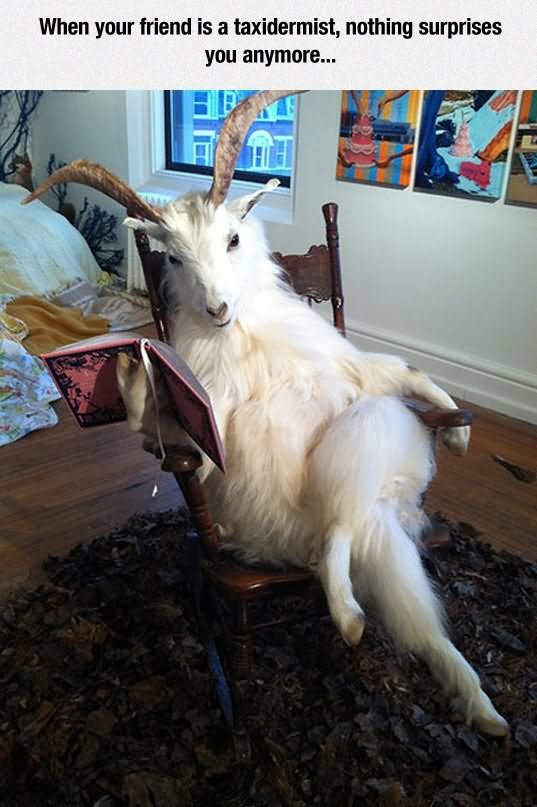 Funny-Goat-Reading-Book.jpg