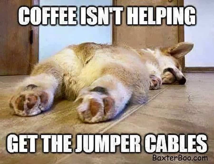 Funny-Good-Morning-Meme-17.jpg