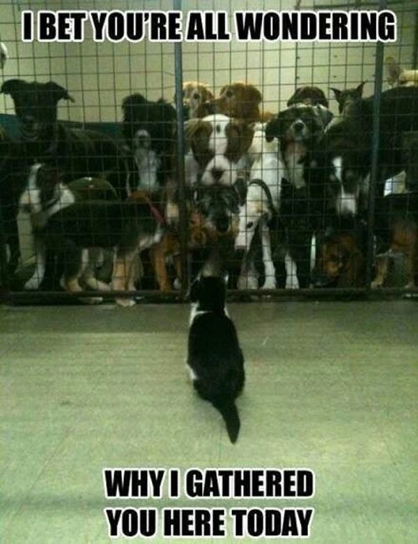 funny-i-bet-you-re-all-wondering-why-i-gathered-you-here-today-01.jpg