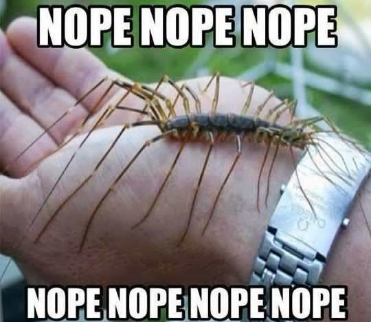 funny-long-legged-bug-hand-1.jpg