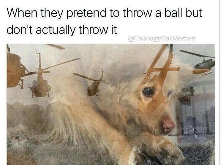 funny-meme-aboutdog-with-ptsd.jpg