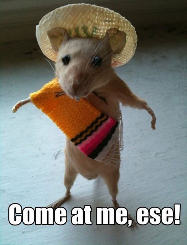 Funny-Mexico-02.jpg