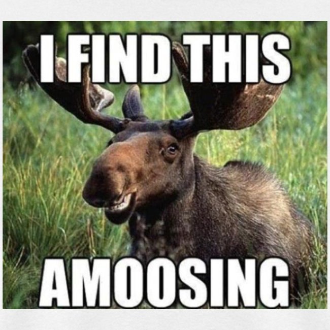 funny-moose.jpg