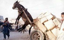 funny-pics-hauling-cargo-trash.jpg