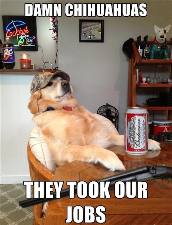 funny-pics-of-redneck-retriever-meme-funny-memes-04.jpg
