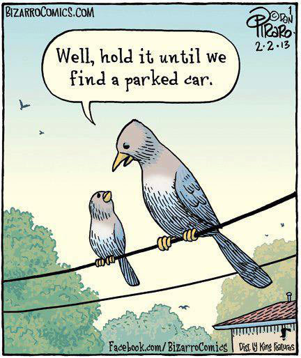 funny-picture-bird-hold-poop-car.jpg