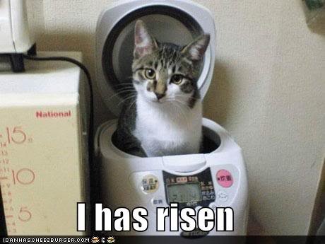 funny-pictures-cat-breadmaker_7d2e4dd952948422a89975e8b66f558f9aa68b8e.jpg