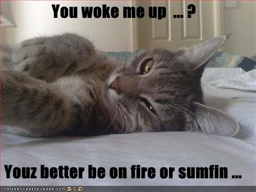 funny-pictures-cat-is-angry-you-woke-him_84171d50d643731a410ad8adb0820e9988ec68c8.jpg