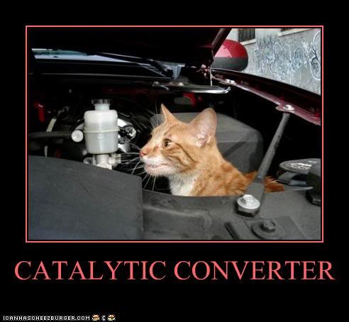 funny-pictures-cat-is-in-car_edb313209a06410468b075ab777f0df41a9ff920.jpg