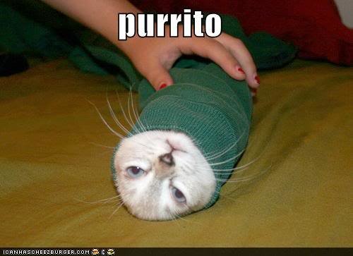 funny-pictures-cat-is-wrapped-like-burri_c26d748fba87688e92c69c71b7856d6941fa45eb.jpg