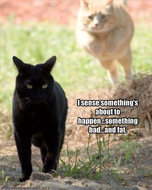 funny-pictures-cat-senses-something-bad-_bd4cd906bb8090d86cc490d74c5bc5c08e839ce0.jpg