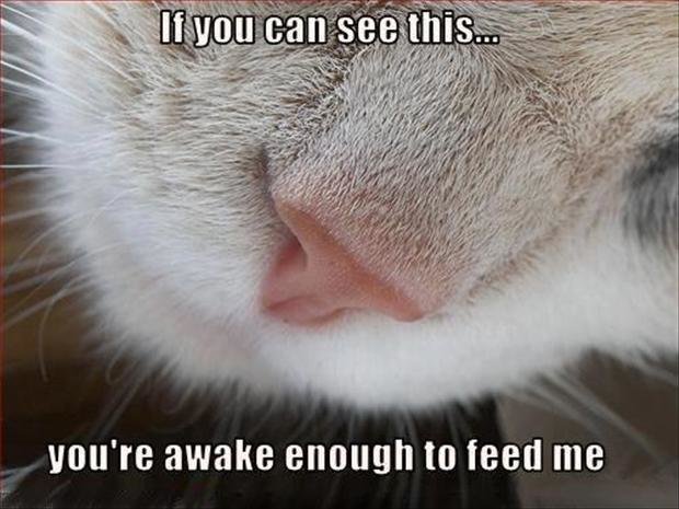 funny-pictures-cat-wakes-you-up-to-feed-him.jpg