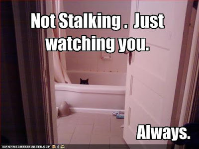 funny-pictures-cat-watches-you.jpg