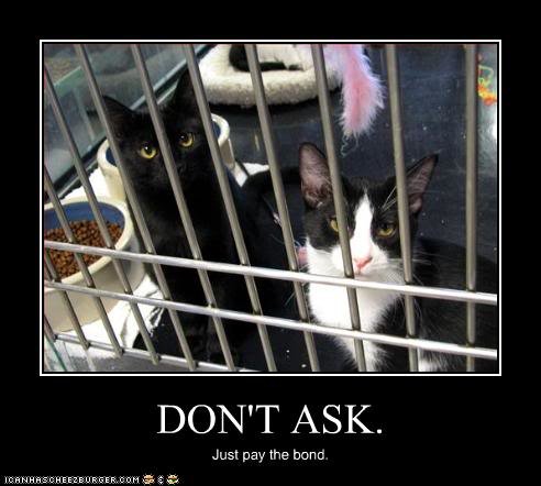 funny-pictures-cats-are-in-jail_d9fa6e560c6e3e5ffd18e21f964cdb6c642af3e0.jpg