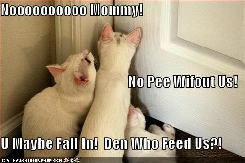 funny-pictures-cats-want-to-keep-you-com_c0c4ab8e2d171c74a9cc9e23206c3df7106e2bf8.jpg