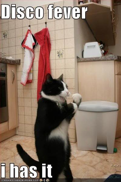 funny-pictures-disco-fever-cat1_537c68043d3e48e99a267ce8cbc3c394ceb78aa2.jpg