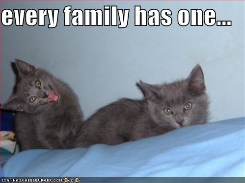 funny-pictures-grey-kittens-crazy-face-f_34ed7888a300c5dae269d22247566cd5e9b90da6.jpg