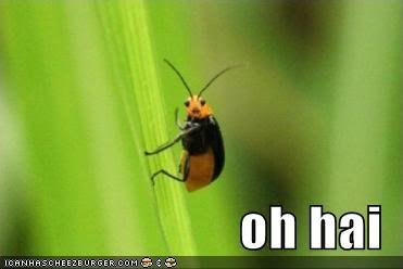 funny-pictures-oh-hai-bug_4d575dc4b1bab0c923164c185200cfba20e2e4b0.jpg