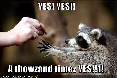 funny-pictures-racoon-yes_d16fe55f488eaade6e69c9c15faab67f9febbf71.jpg